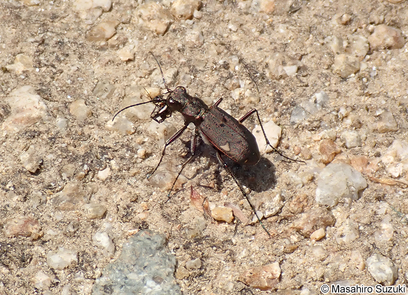 ニワハンミョウ Cicindela japana