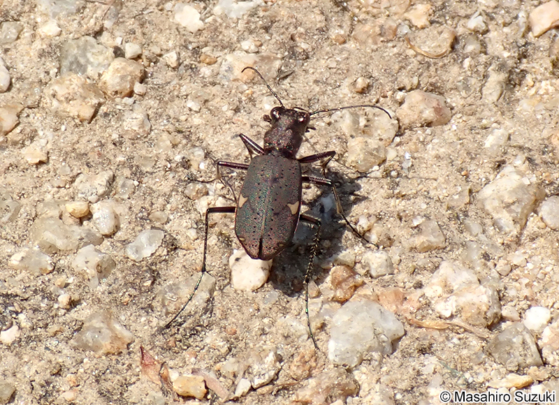 ニワハンミョウ Cicindela japana