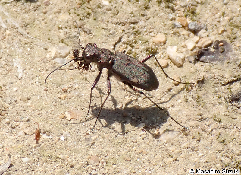 ニワハンミョウ Cicindela japana