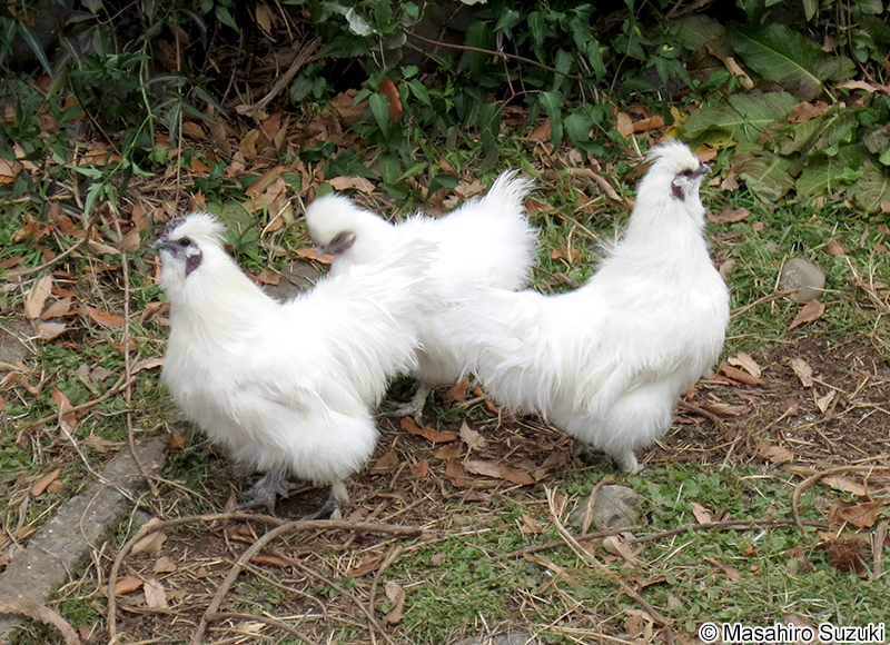ウコッケイ（烏骨鶏） Silky fowl