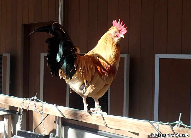 チャボ Japanese bantam