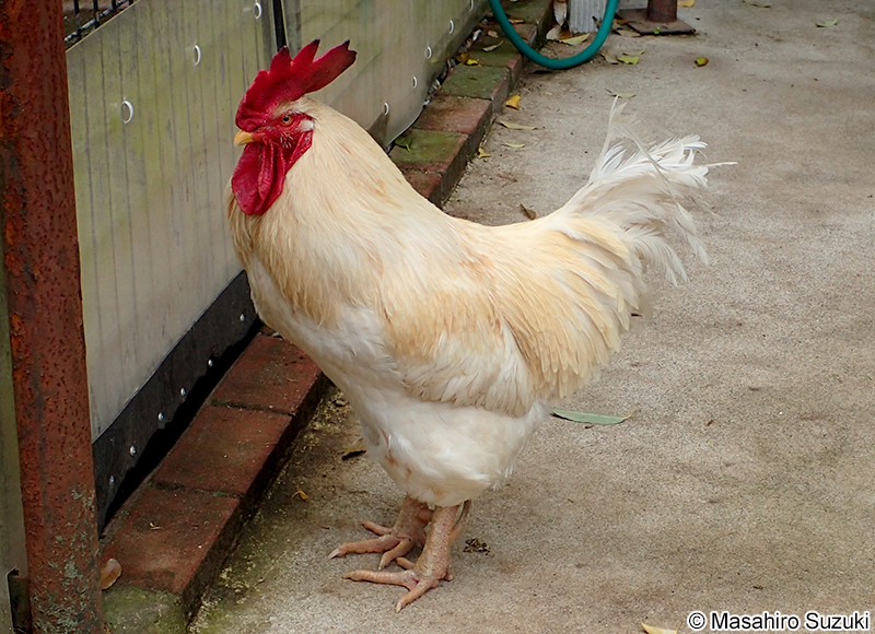 白色レグホン Leghorn chicken