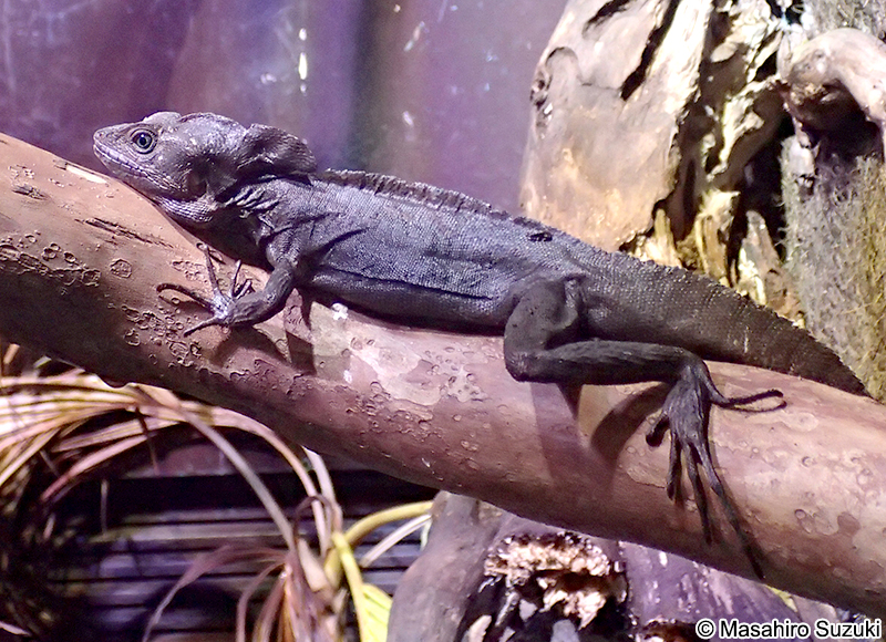 ノギハラバシリスク Basiliscus vittatus