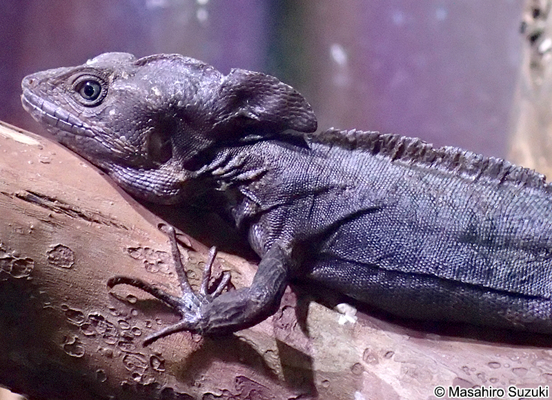 ノギハラバシリスク Basiliscus vittatus