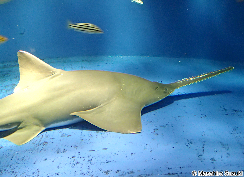 ノコギリエイ Pristis microdon