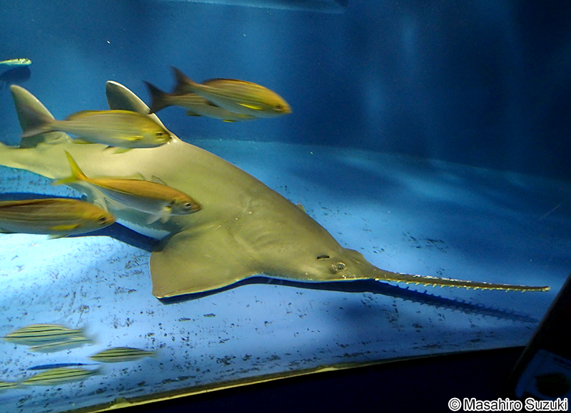 ノコギリエイ Pristis microdon