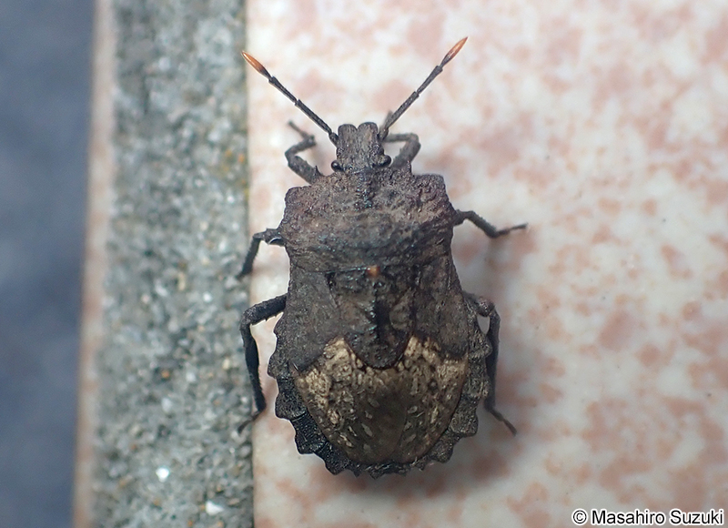 ノコギリカメムシ Megymenum gracilicorne