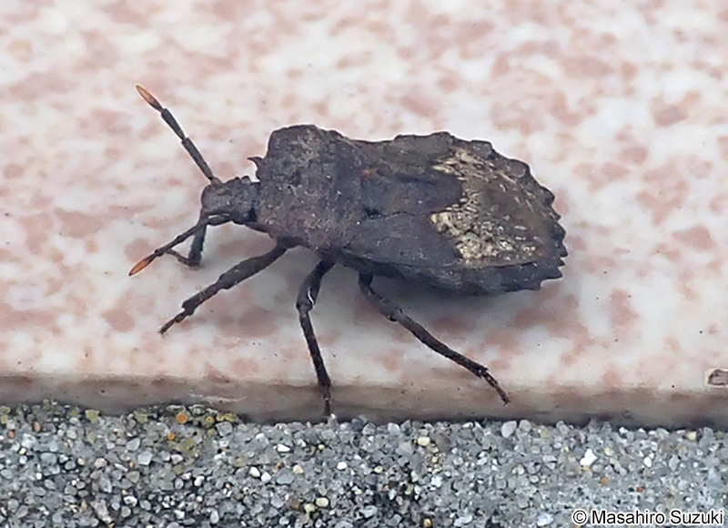 ノコギリカメムシ Megymenum gracilicorne