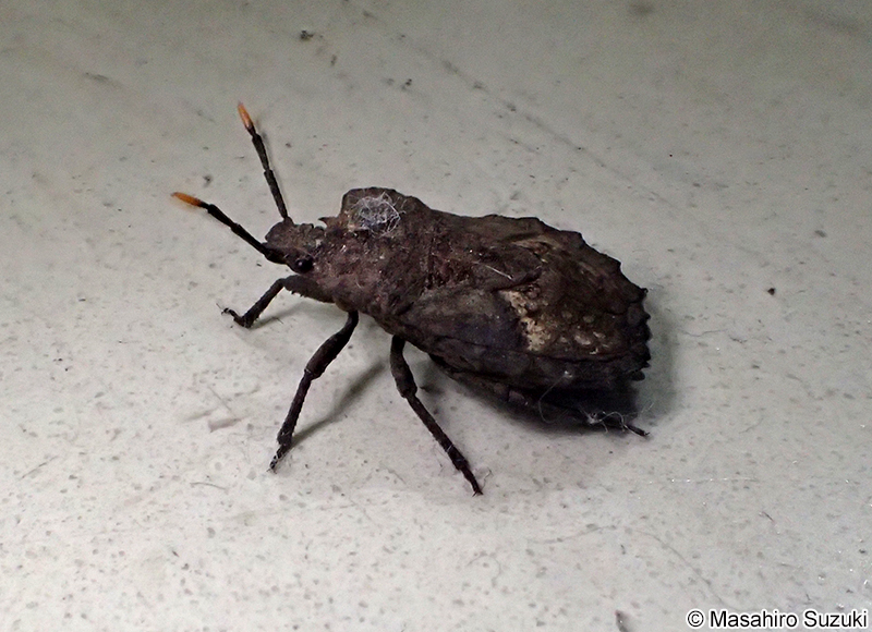 ノコギリカメムシ Megymenum gracilicorne