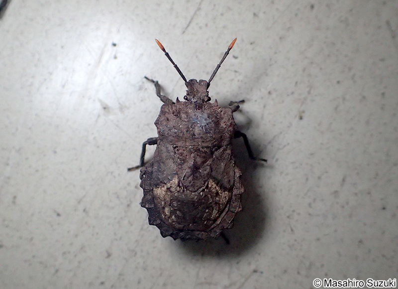 ノコギリカメムシ Megymenum gracilicorne