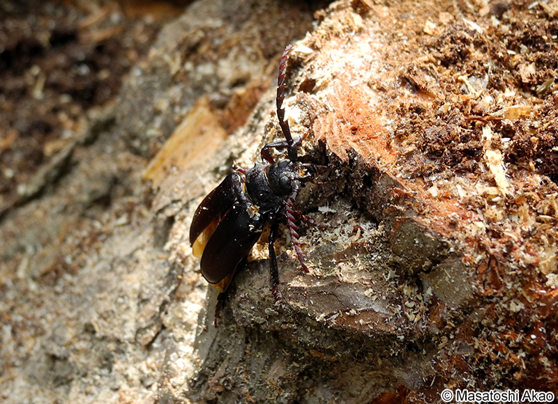 ノコギリカミキリ Prionus insularis
