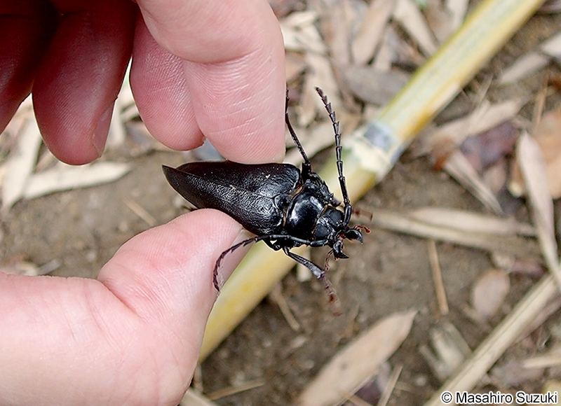 ノコギリカミキリ Prionus insularis