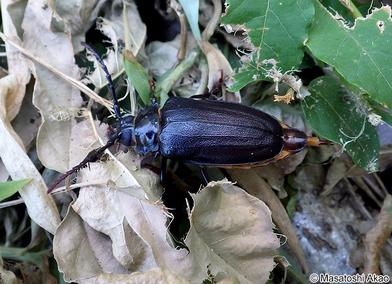 ノコギリカミキリ Prionus insularis