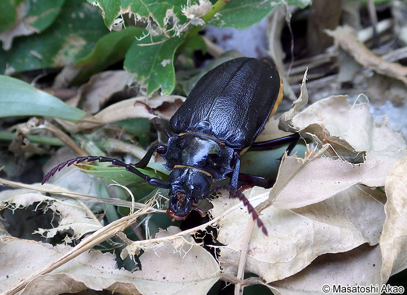 ノコギリカミキリ Prionus insularis