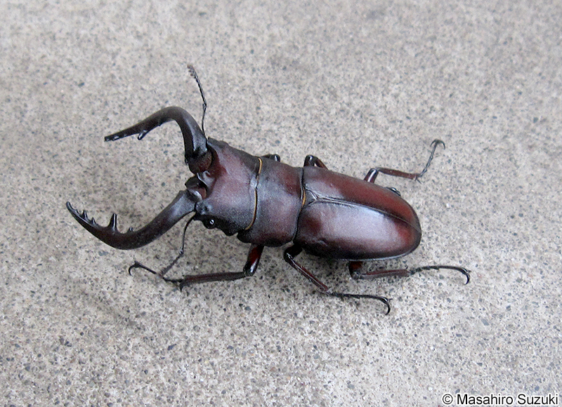 ノコギリクワガタ Prosopocoilus inclinatus