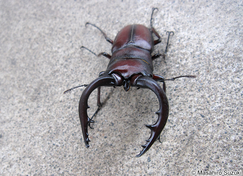 ノコギリクワガタ Prosopocoilus inclinatus