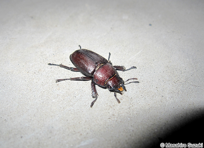 ノコギリクワガタ Prosopocoilus inclinatus