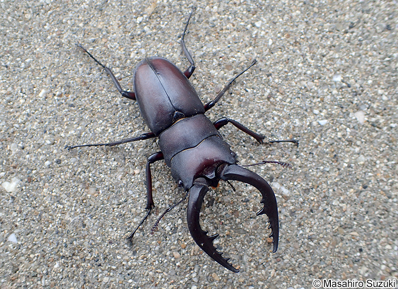 ノコギリクワガタ Prosopocoilus inclinatus