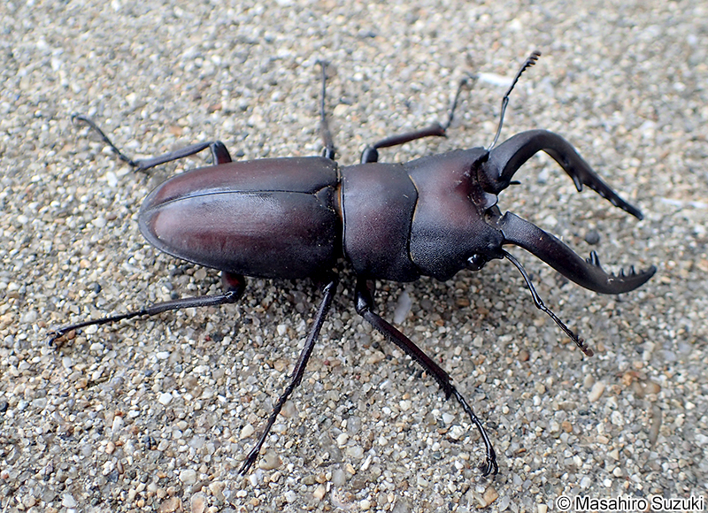 ノコギリクワガタ Prosopocoilus inclinatus