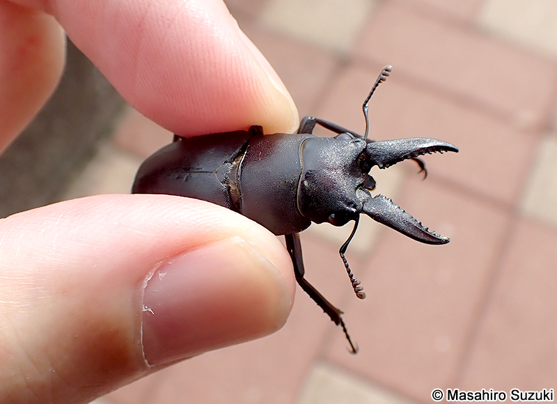 ノコギリクワガタ Prosopocoilus inclinatus