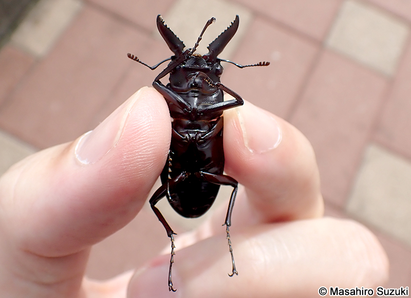ノコギリクワガタ Prosopocoilus inclinatus