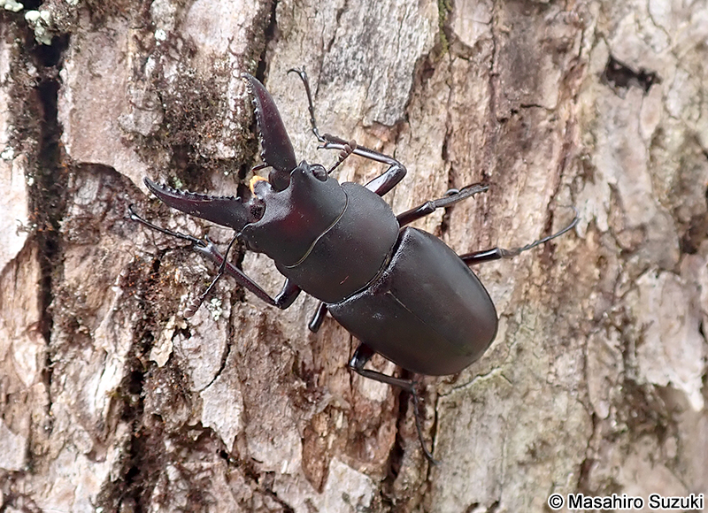 ノコギリクワガタ Prosopocoilus inclinatus