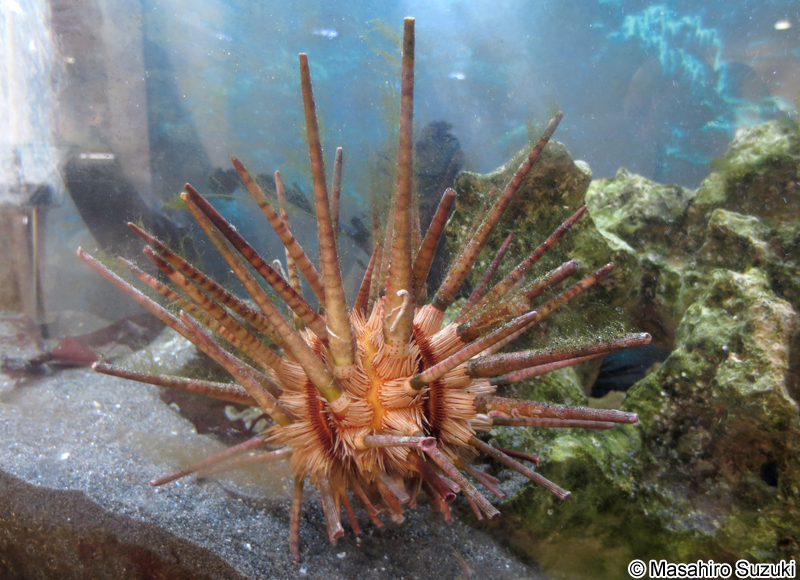 ノコギリウニ Prionocidaris baculosa