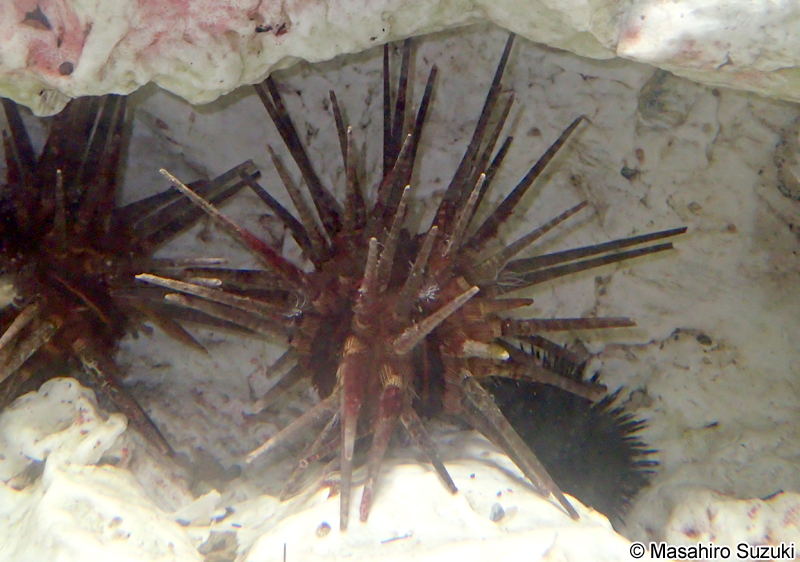 ノコギリウニ Prionocidaris baculosa