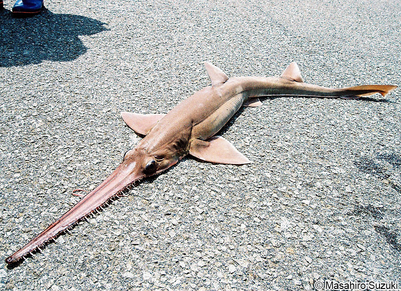 ノコギリザメ Pristiophorus japonicus