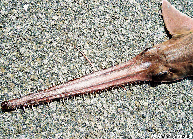 ノコギリザメ Pristiophorus japonicus