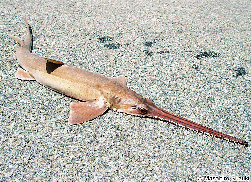 ノコギリザメ Pristiophorus japonicus