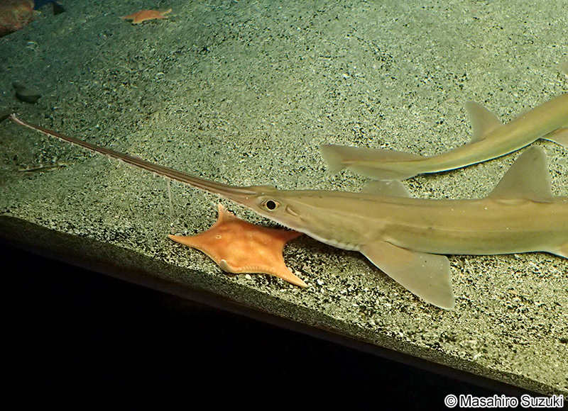 ノコギリザメ Pristiophorus japonicus