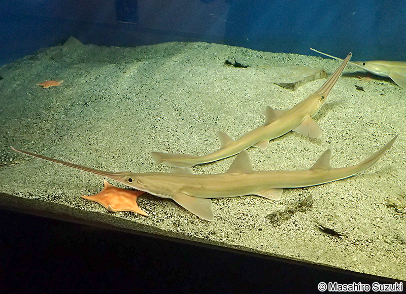 ノコギリザメ Pristiophorus japonicus