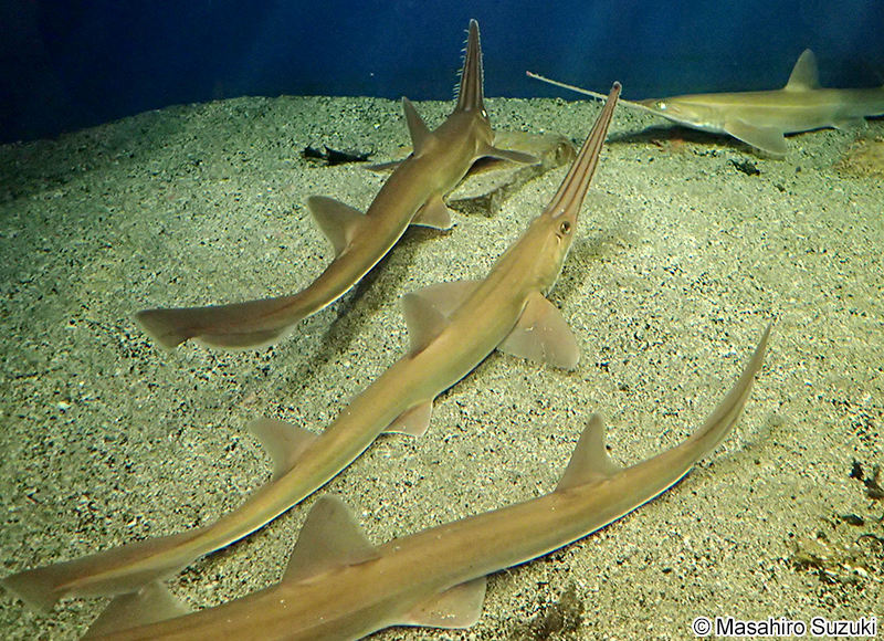 ノコギリザメ Pristiophorus japonicus