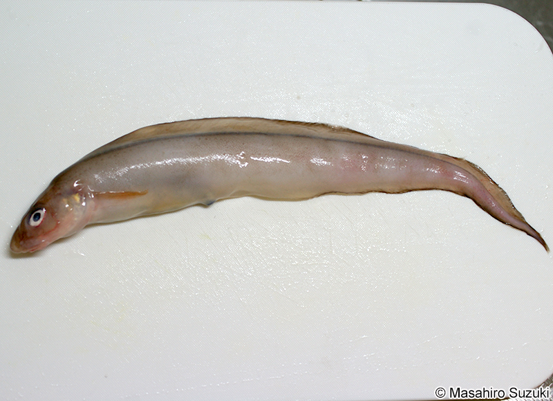 ノロゲンゲ Bothrocara hollandi