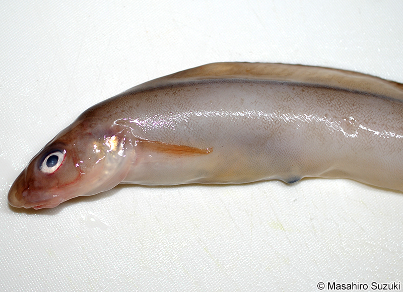 ノロゲンゲ Bothrocara hollandi