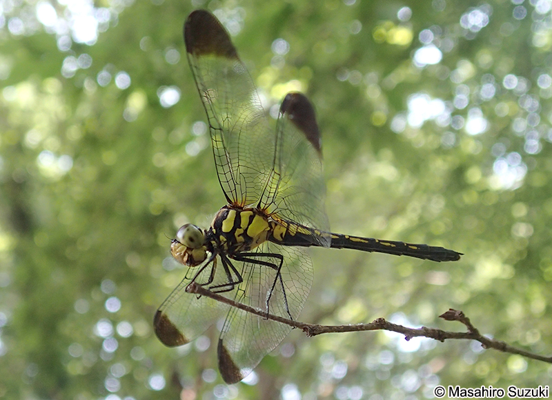 ノシメトンボ Sympetrum infuscatum