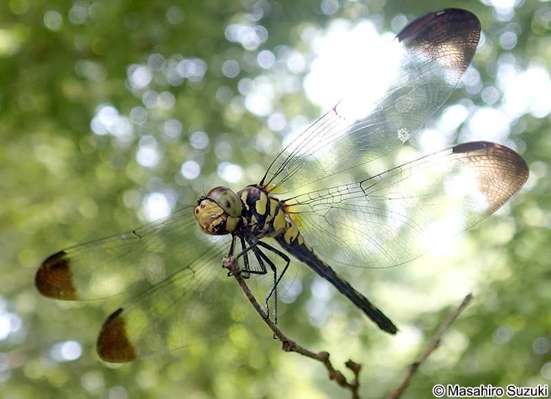 ノシメトンボ Sympetrum infuscatum