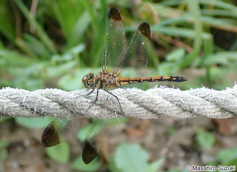 ノシメトンボ Sympetrum infuscatum