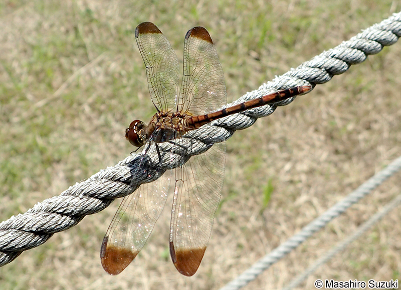 ノシメトンボ Sympetrum infuscatum