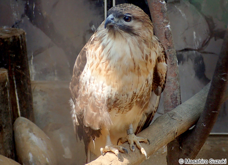 ノスリ Buteo japonicus