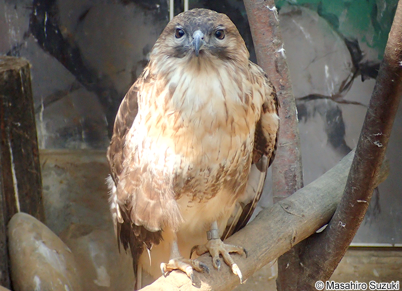 ノスリ Buteo japonicus