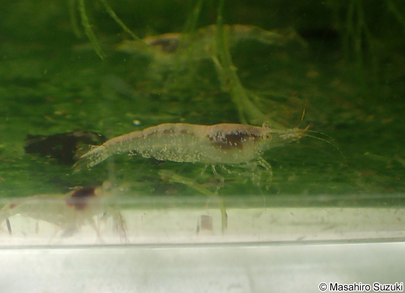 ヌカエビ Paratya improvisa