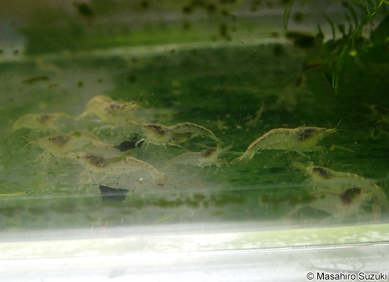 ヌカエビ Paratya improvisa