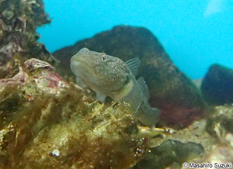 ヌマチチブ Tridentiger brevispinis