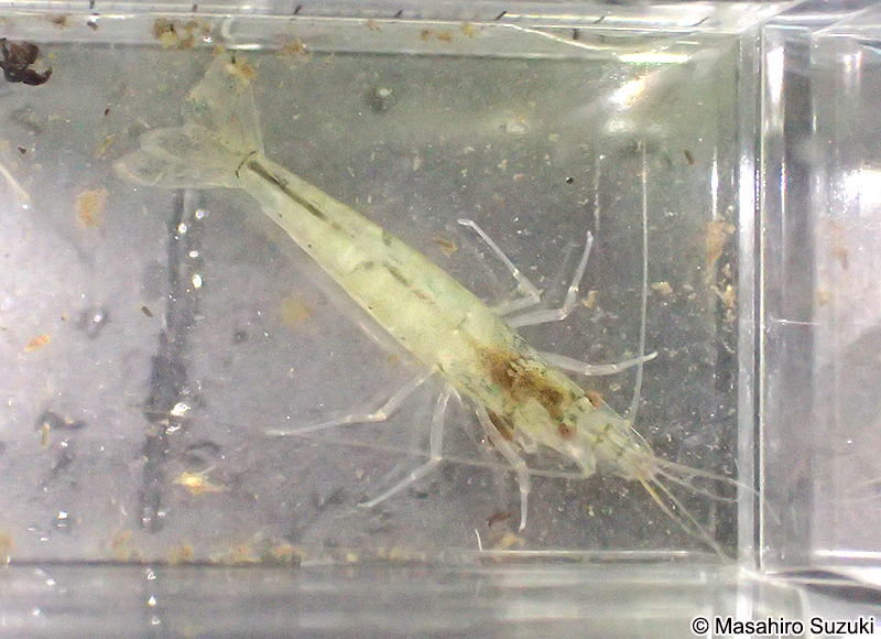ヌマエビ科の1種 Atyidae sp.