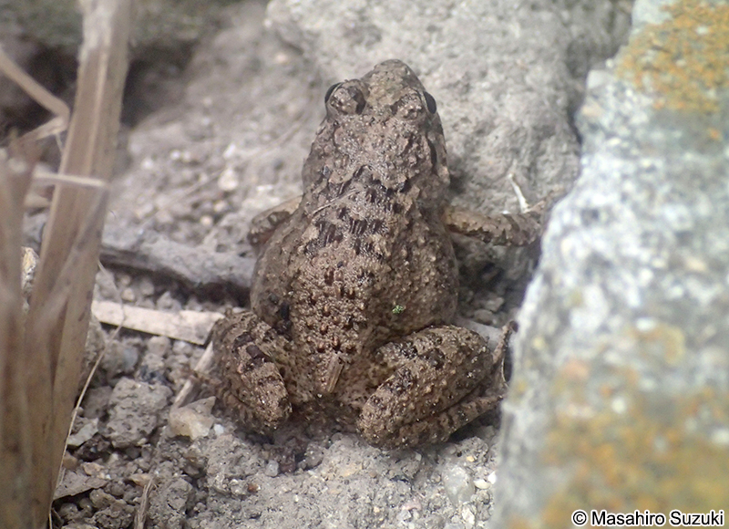 ヌマガエル Fejervarya kawamurai