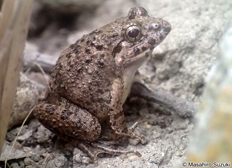 ヌマガエル Fejervarya kawamurai