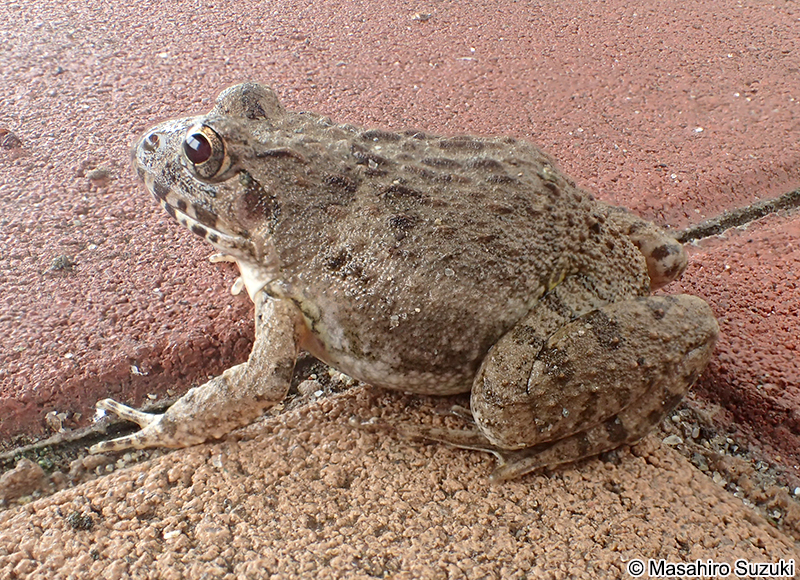 ヌマガエル Fejervarya kawamurai