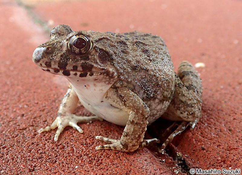 ヌマガエル Fejervarya kawamurai